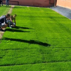 semences pour pelouse résistante semences pour pelouse résistante